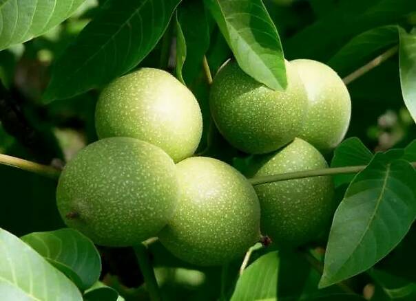 中國核桃行業(yè)發(fā)展研究報告
