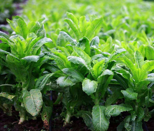中國蔬菜加工市場研究報告