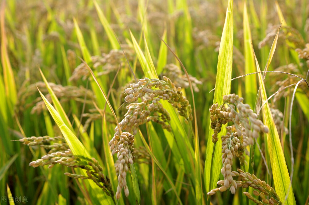 國際大宗農(nóng)產(chǎn)品價格跌宕起伏，經(jīng)濟(jì)日報：謹(jǐn)防水稻金融化危及糧食安全	