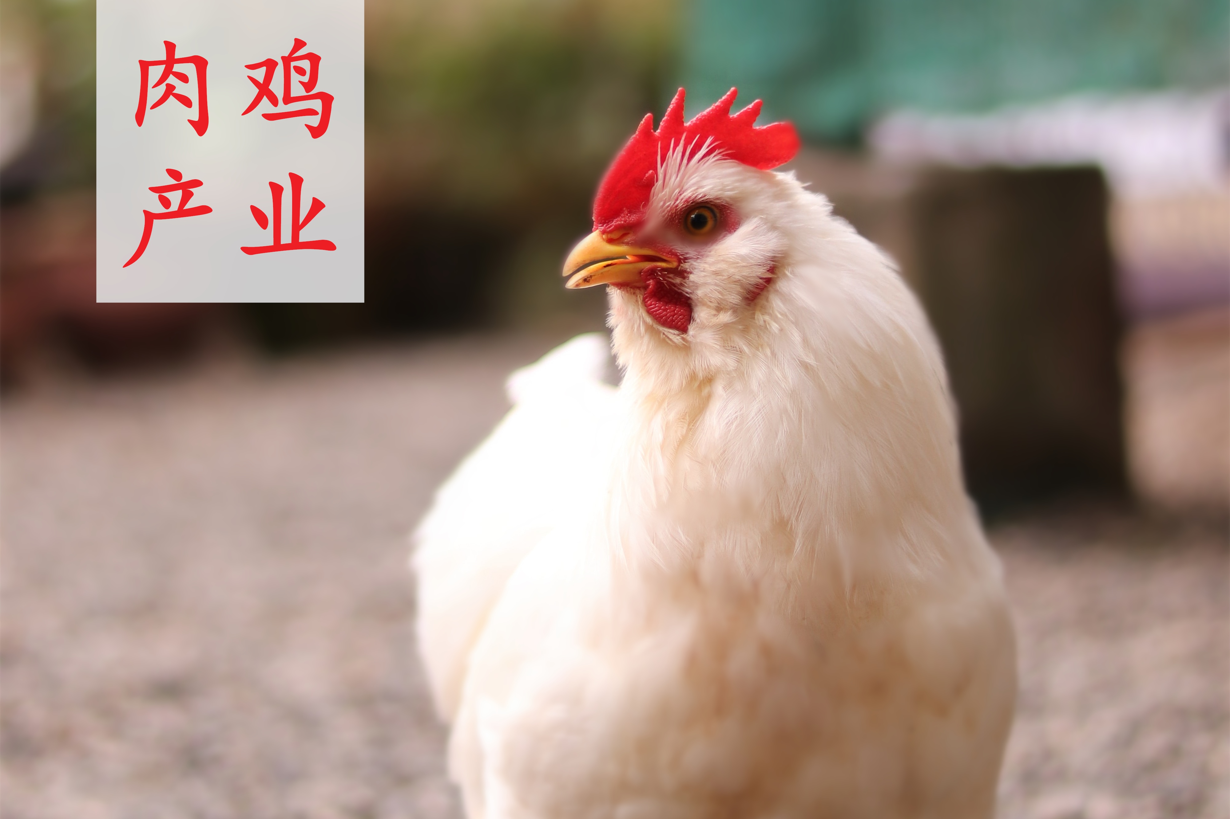 中國(guó)肉雞產(chǎn)業(yè)研究及投資分析報(bào)告 2024/2025年度