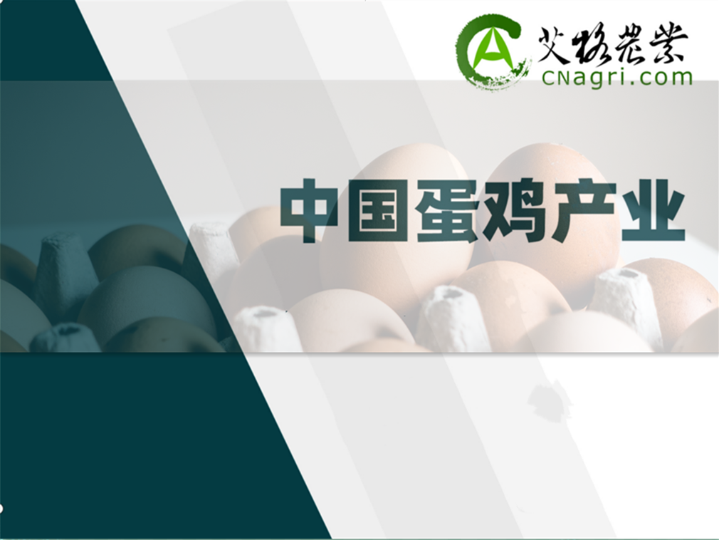 中國(guó)蛋雞產(chǎn)業(yè)研究及投資分析報(bào)告（2024/2025年度）