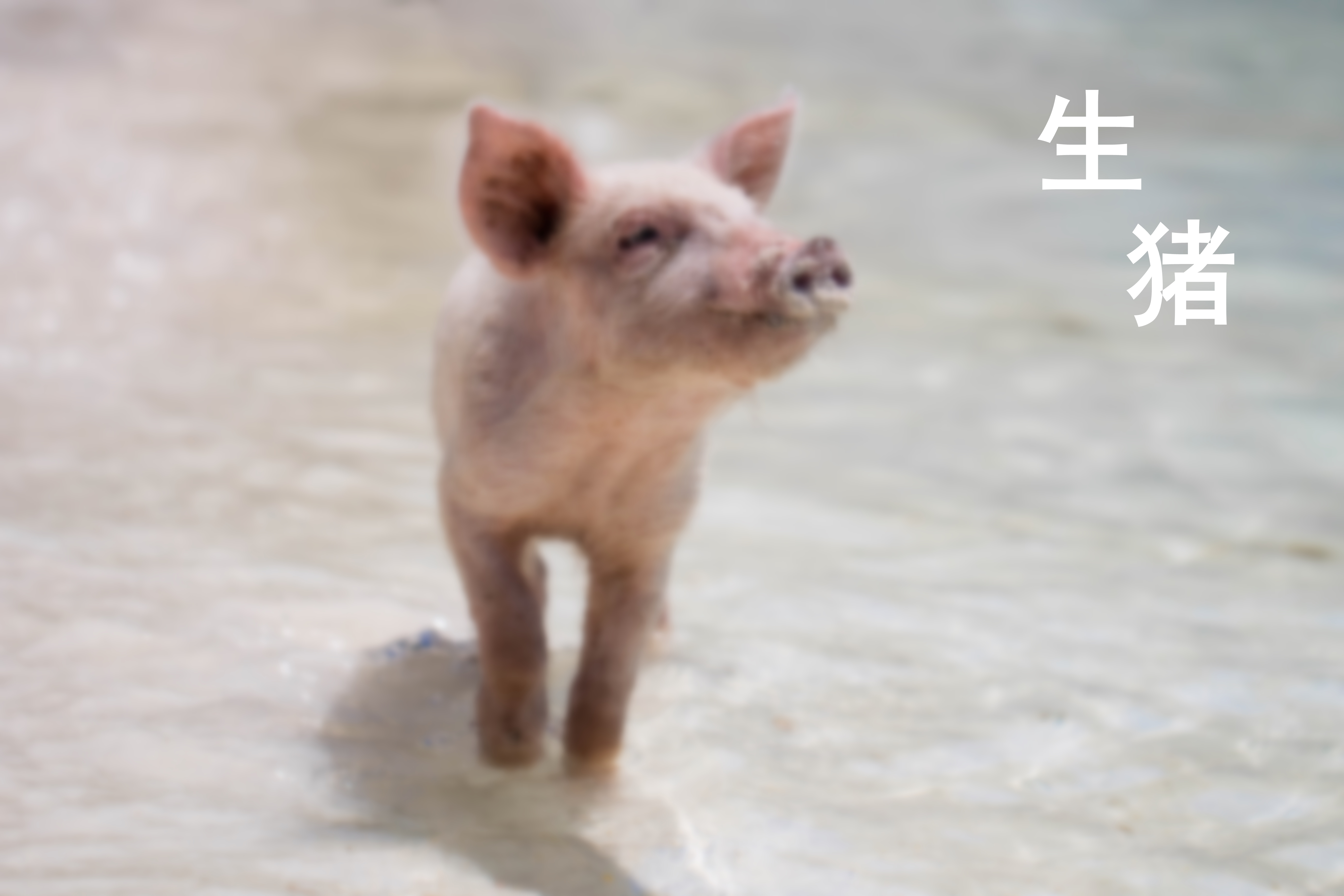 重磅發(fā)布|《2024-2025年度中國(guó)生豬行業(yè)發(fā)展與投資分析報(bào)告》