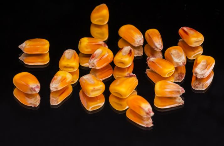企業(yè)動態(tài)
